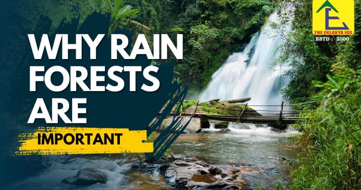 Why Rain Forests Are Important
