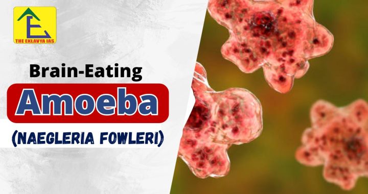 Brain-Eating Amoeba (Naegleria Fowleri)
